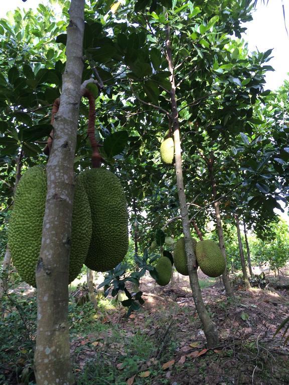 The Durian Lodge At Mekong كا بي الغرفة الصورة